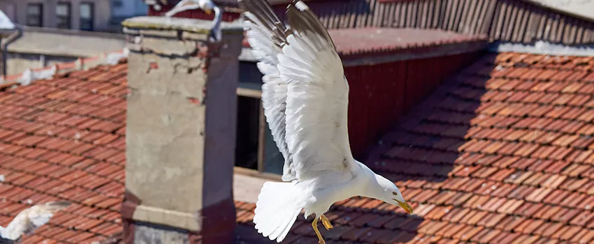 Residential Chimney Animal Removal Solution in Lawndale, CA